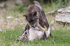 Grey Wolf with Eastern Timber Wolf