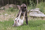Grey Wolf with Eastern Timber Wolf