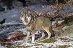 standing Grey Wolf