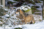 standing Grey Wolf