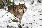 standing Grey Wolf