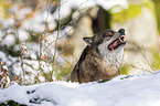 Grey Wolf portrait