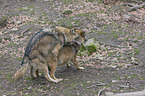 Grey Wolves mating