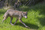 walking Grey Wolf