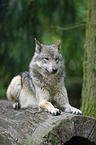 lying Grey Wolf