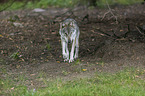 walking Grey Wolf