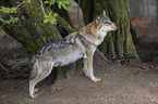 standing Grey Wolf