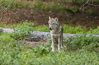 standing Grey Wolf