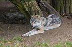 lying Grey Wolf