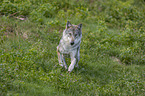 running Grey Wolf