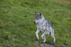 running Grey Wolf