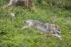 running Grey Wolf