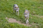 walking Grey Wolves