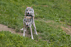 Grey Wolves when mating