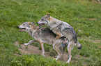 Grey Wolves when mating