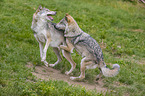 Grey Wolves when mating