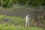 standing Grey Wolf