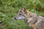Grey Wolf portrait