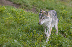 walking Grey Wolf