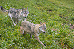 running Grey Wolves