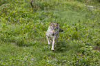 running Grey Wolf