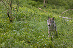 standing Grey Wolf