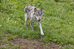 rennender Grey Wolf