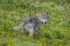 walking Grey Wolf