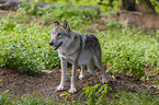 standing Grey Wolf
