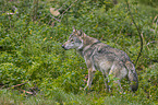 walking Grey Wolf
