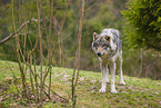 grey wolf