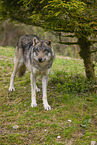 grey wolf
