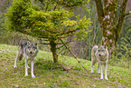 grey wolf