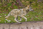 grey wolf