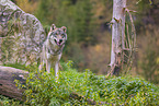 eurasian greywolf