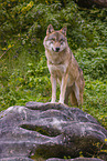 eurasian greywolf