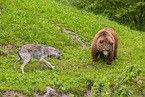 greywolf and brown bear