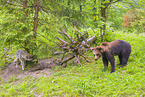 greywolf and brown bear