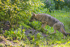 grey wolf