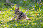 grey wolf