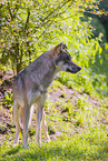 grey wolf