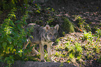 grey wolf