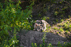 grey wolf