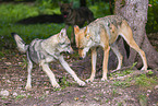 grey wolf