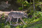 grey wolf