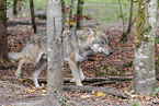 grey wolf