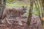 grey wolf