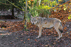 grey wolf