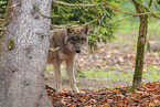 grey wolf