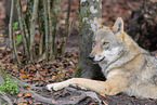 grey wolf